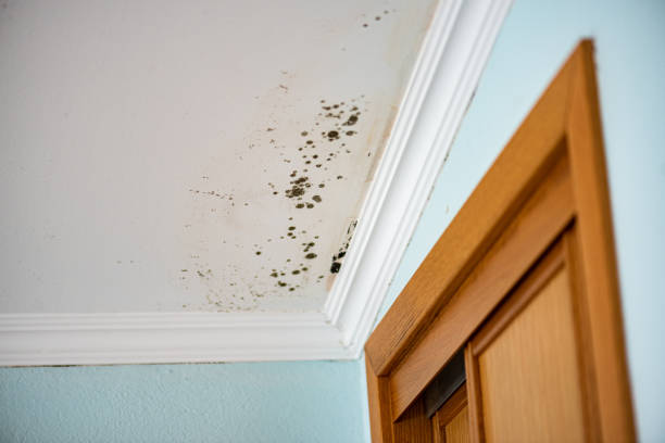 Best Emergency Mold Remediation in Riverside, MD