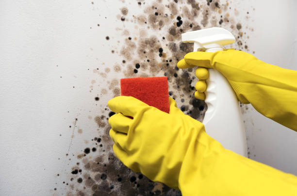 Best Basement Mold Remediation in Riverside, MD