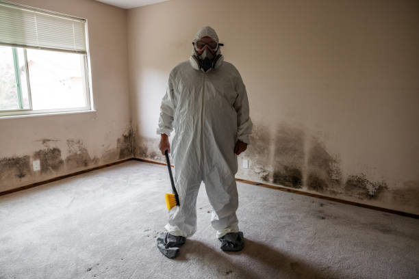 Best Basement Mold Remediation in Riverside, MD